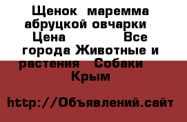 Щенок  маремма абруцкой овчарки › Цена ­ 50 000 - Все города Животные и растения » Собаки   . Крым